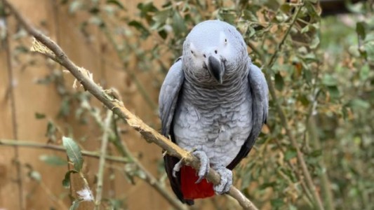 "¡Jodete!": cinco loros grises fueron separados de un Zoo por decir groserías a los visitantes