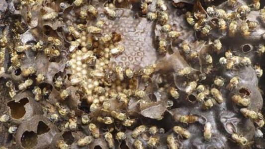 Investigadores logran tecnología para criar abejas sin aguijón