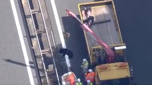 Rescate de película para un oso bebé que quedó atrapado en una autopista