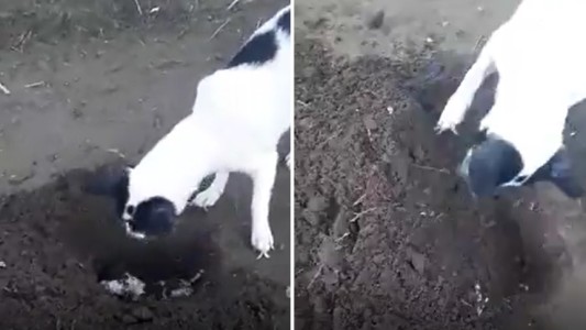 Video: perra cava tumba y entierra a su cachorrito fallecido