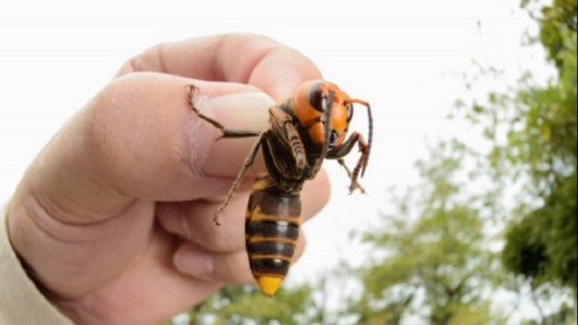 Preocupación por una colonia de "avispones asesinos gigantes" que entran en su "fase de matanza"