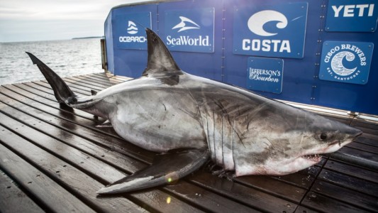 Video: capturan para estudiar a un tiburón de una tonelada y media