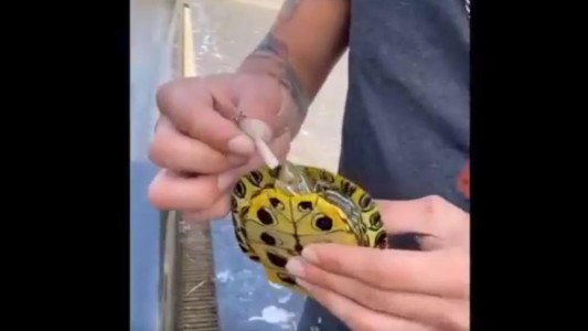 Video: un joven "le hizo fumar marihuana" a una pequeña tortuga de mar