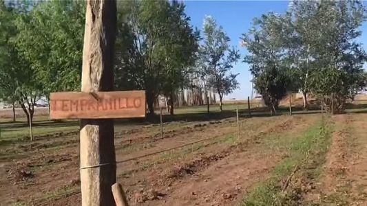 "Made in Serodino": Hizo traer 400 plantas en colectivo desde Mendoza y ahora es dueño del segundo viñedo de Santa Fe