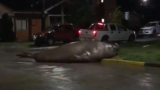 Video: un elefante marino sorprendió a los vecinos en la calle