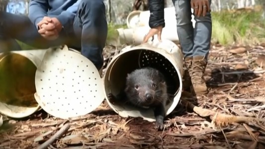 Video: histórico regreso de demonios de Tasmania a Australia continental