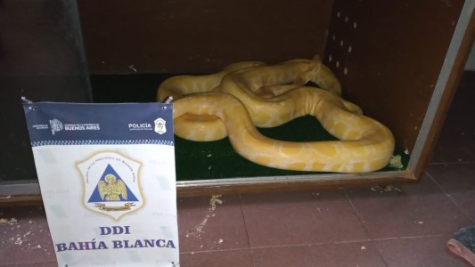 Hallan tres aves de rapiña, dos víboras pitón y una iguana en una vivienda de Bahía Blanca