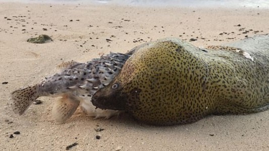 Fotos: anguila murió la intentar comer un pez globo
