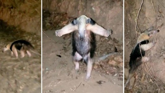 Video: el oso hormiguero que "se rinde" ante los bomberos en medio de un incendio forestal