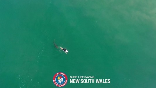 Encuentro cercano entre un tiburón y un surfer