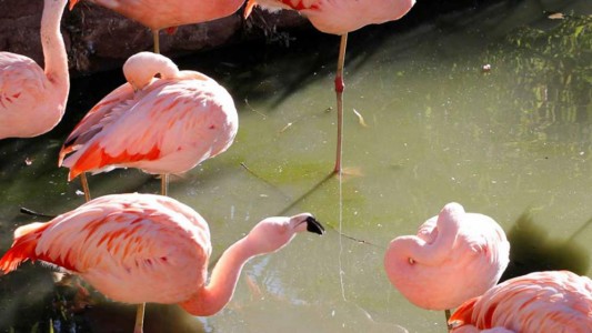 Escándalo en Córdoba: le fracturaron las alas a los flamencos para evitar que se fuguen del zoo