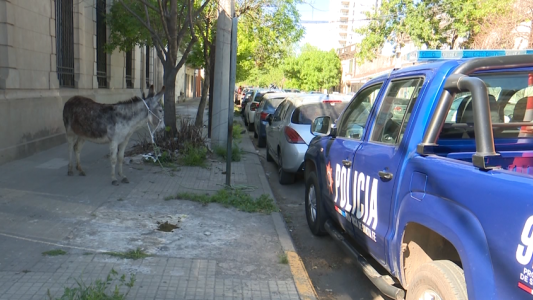 Una burra suelta terminó en una comisaría de Santa Fe