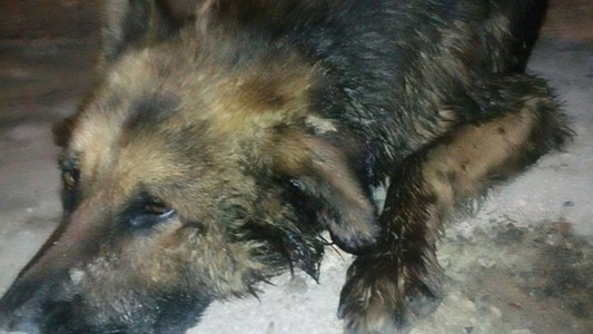Su perro la salvó en un asalto, fue herido y la dueña lo dejó morir