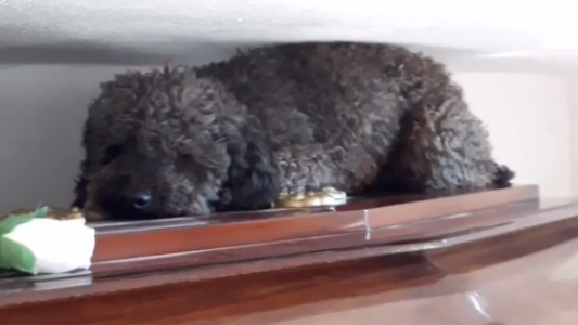 Amor incondicional: Su dueña falleció hace 4 años y la acompaña como el primer día