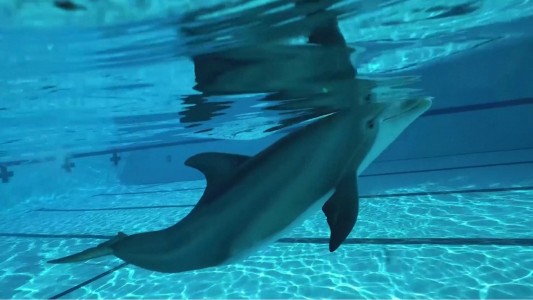 Un robot delflín que podría ser la próxima estrella de los acuarios