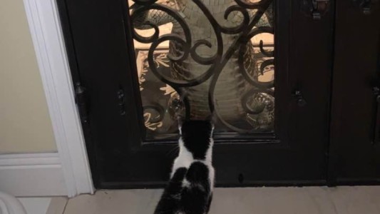 Gato vs. cocodrilo: impactante escena frente a una casa