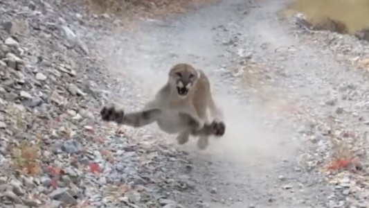 Video: Un puma persigue a un runner para proteger a sus crías