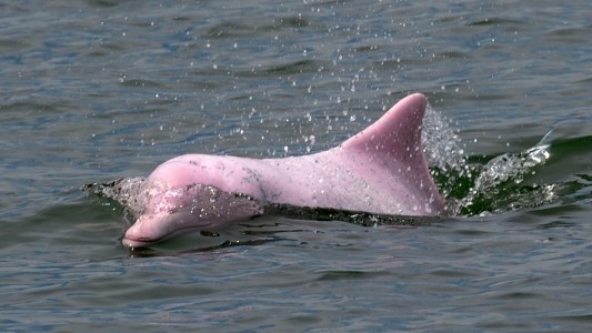 Por la pandemia, vuelven los delfines rosados a Hong Kong