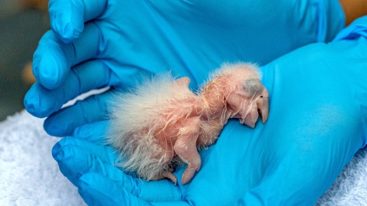 Nacieron tres guacamayos rojos en el Iberá, un "gran paso" para recuperar la especie