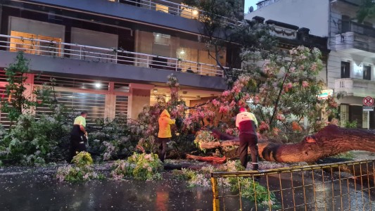 Diluvio en Buenos Aires: cayó un árbol en Palermo