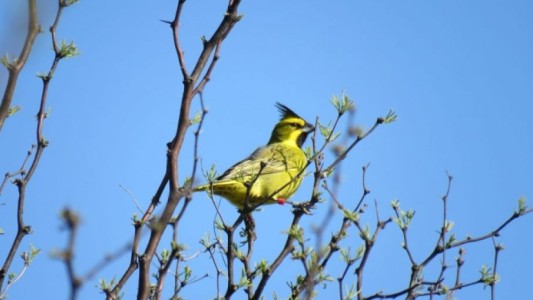 Liberan cardenales amarillos rescatados del tráfico ilegal
