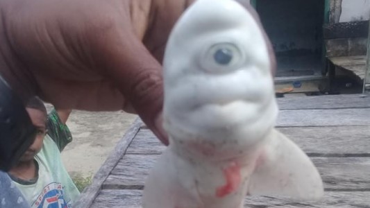 Capturan cría albina de tiburón con un solo ojo