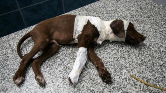 La historia de "Chocolate, el perro que despellejado y abandonado en Córdoba