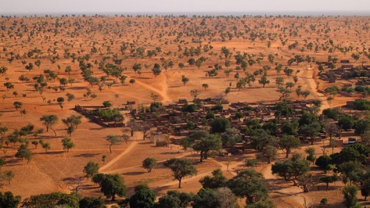 Hallaron cientos de millones de árboles en el desierto del Sahara