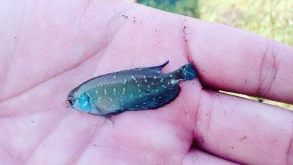 Hallan "killis" en Longchamps: los peces que resisten sequías sorprenden a los biólogos