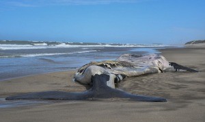 Una ballena franca austral fue encontrada muerta en una playa de Necochea