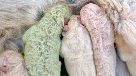 Video: nació un perro verde en Italia