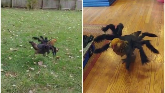 Video: disfrazó a una gallina de araña y asustó a sus "vecinas" del corral