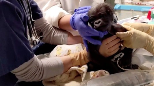 Video pura ternura: nació un bebé gorila por cesárea