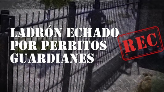 Ladrón echado por perritos guardianes #REC
