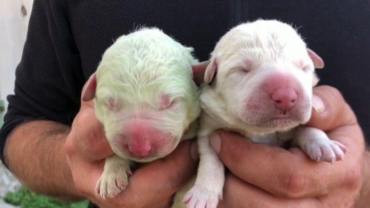 El auténtico perro verde nació en Italia