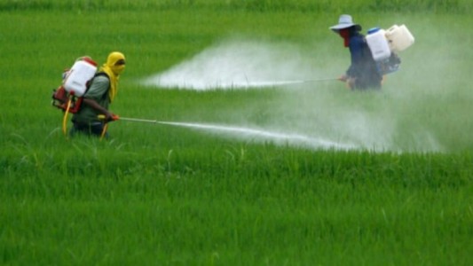 Desde la Justicia de Rosario confirman la prohibición de fumigar con agrotóxicos en Pergamino
