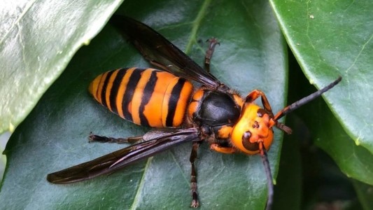 Descubren por primera vez en Estados Unidos un nido de avispones asesinos