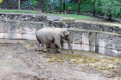 Aceptan cautelar para frenar que el zoológico se convierta en Ecoparque
