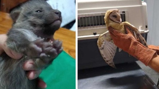 Un zorro gris y una lechuza de campanario fueron rescatados de los incendios forestales en Jujuy
