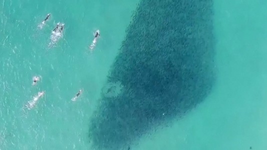 Nadando tranquilamente sobre salmones y tiburones
