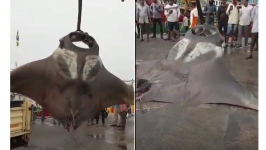 Video: pescaron una mantarraya de 750 kilos