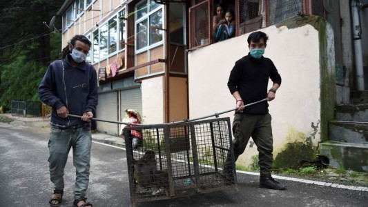 Miles de monos aterrorizan una ciudad india