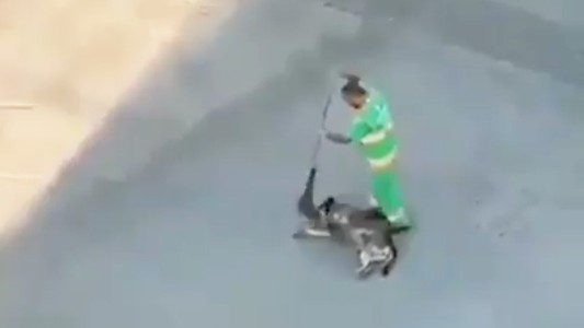 Video: el tierno gesto de un barrendero con un perro callejero