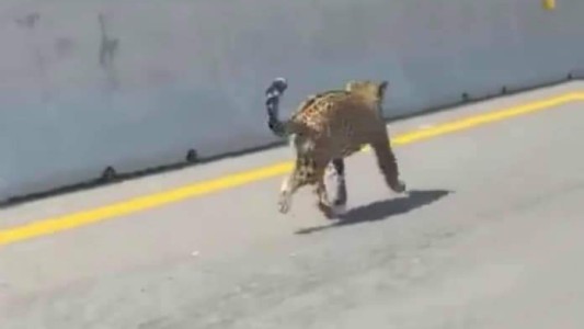 Filmaron a un jaguar caminando en plena autopista en México