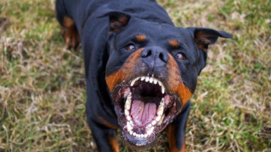 Un perro rottweiler mató a un bebé recién nacido e intento enterrarlo