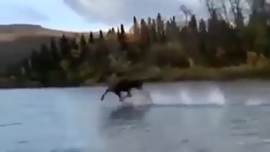 Video: un alce corre sobre un río