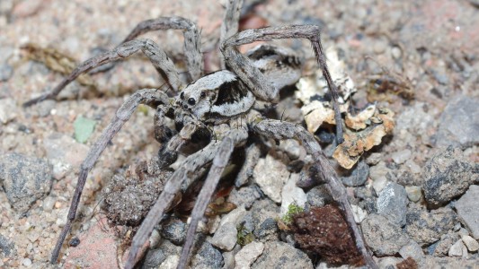 Hallaron una araña que creían extinta y que disuelve los órganos internos de sus víctimas
