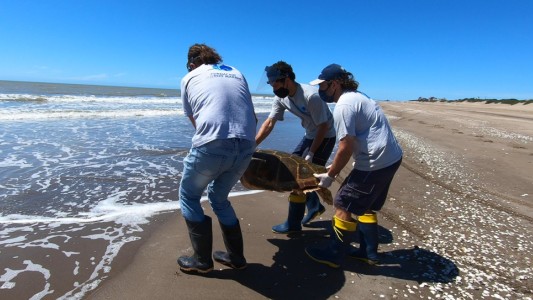Regresan al mar una tortuga cabezona de 59 kilos que quedó atrapada en redes de pesca
