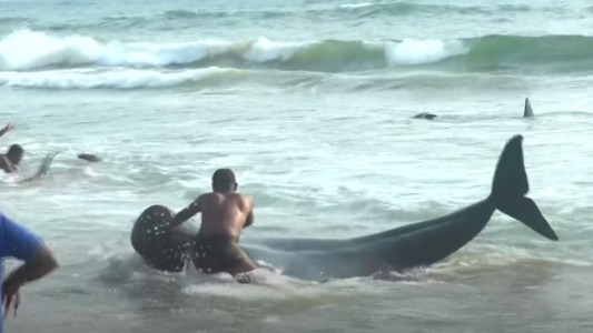 Video: el rescate de 120 ballenas piloto varadas