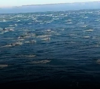 Una enorme cantidad de delfines fueron avistados en Necochea